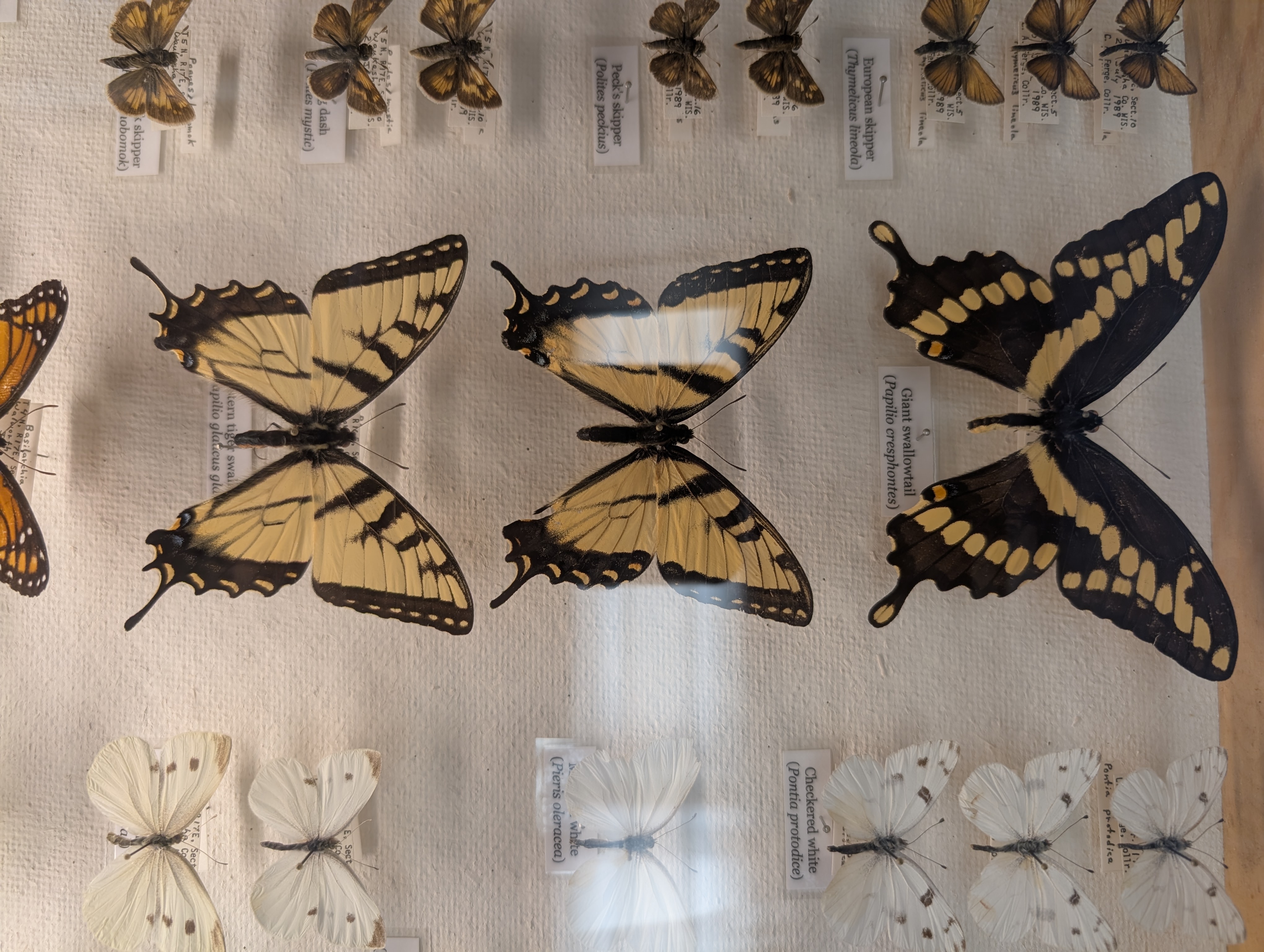 insect display with several black and yellow butterflies